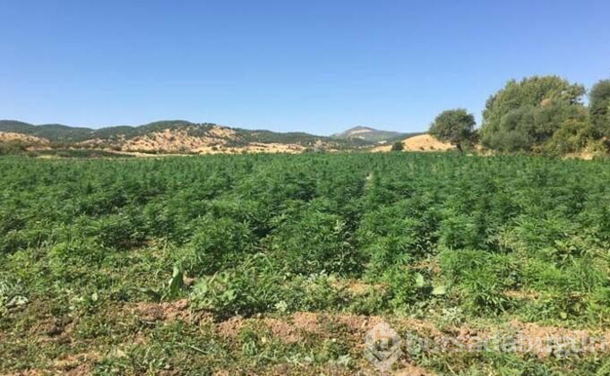 Diyarbakır'da büyük operasyon! 6 milyonluk kök Hint keneviri ele geçirildi