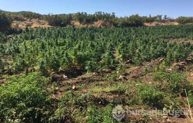 Diyarbakır'da büyük operasyon! 6 milyonluk kök Hint keneviri ele geçirildi