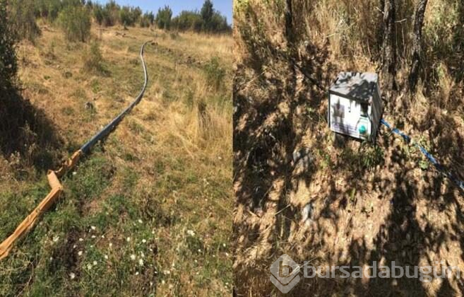 Diyarbakır'da büyük operasyon! 6 milyonluk kök Hint keneviri ele geçirildi