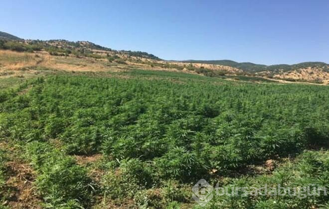 Diyarbakır'da büyük operasyon! 6 milyonluk kök Hint keneviri ele geçirildi