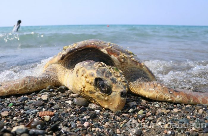 80 yaşındaki caretta carettaya çekiçli işkence