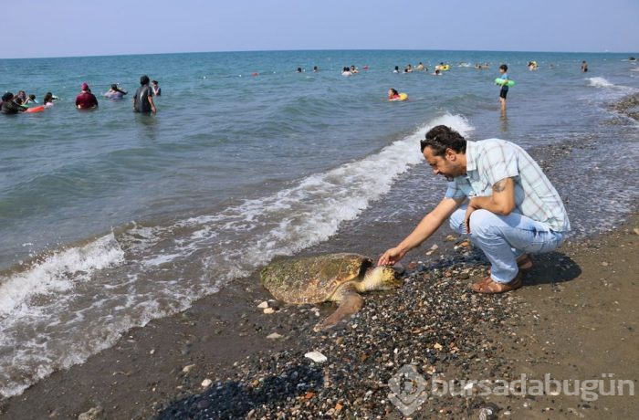 80 yaşındaki caretta carettaya çekiçli işkence