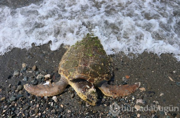 80 yaşındaki caretta carettaya çekiçli işkence