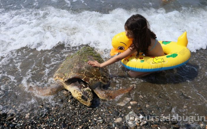 80 yaşındaki caretta carettaya çekiçli işkence