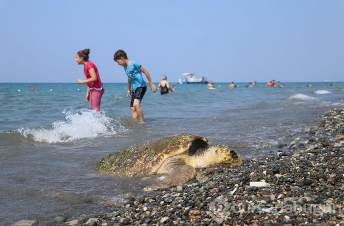 80 yaşındaki caretta carettaya çekiçli işkence