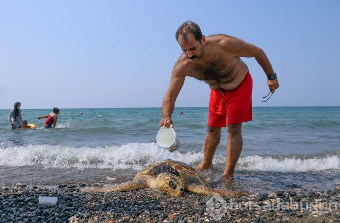 80 yaşındaki caretta carettaya çekiçli işkence