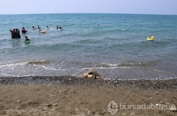 80 yaşındaki caretta carettaya çekiçli işkence