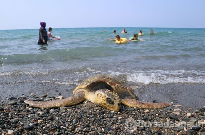 80 yaşındaki caretta carettaya çekiçli işkence