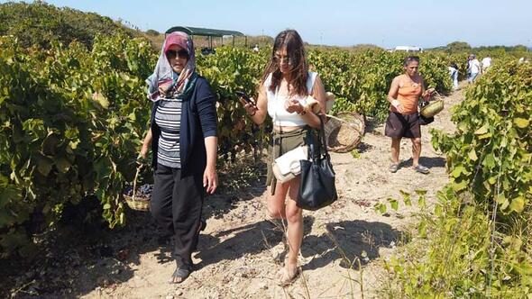 Bozcaada'da üzüm turizmi 
