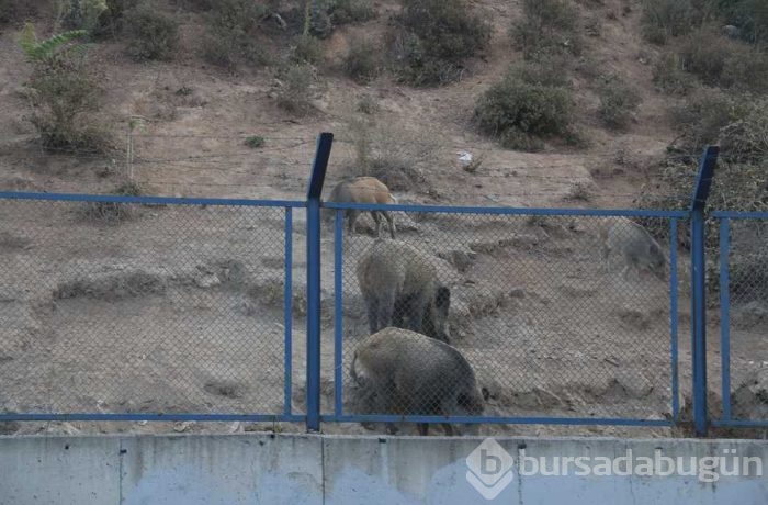 Yaban domuzları İstanbul'un göbeğine indiler; köpekleri kovaladılar!