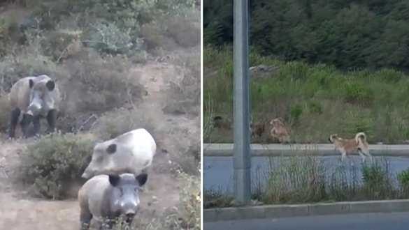 Yaban domuzları İstanbul'un göbeğine indiler; köpekleri kovaladılar!