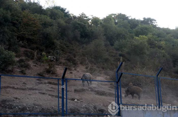 Yaban domuzları İstanbul'un göbeğine indiler; köpekleri kovaladılar!