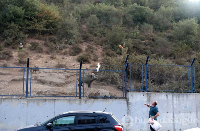 Yaban domuzları İstanbul'un göbeğine indiler; köpekleri kovaladılar!