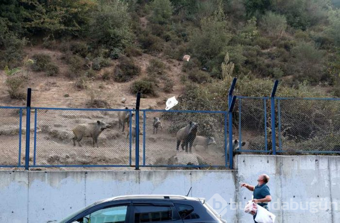 Yaban domuzları İstanbul'un göbeğine indiler; köpekleri kovaladılar!