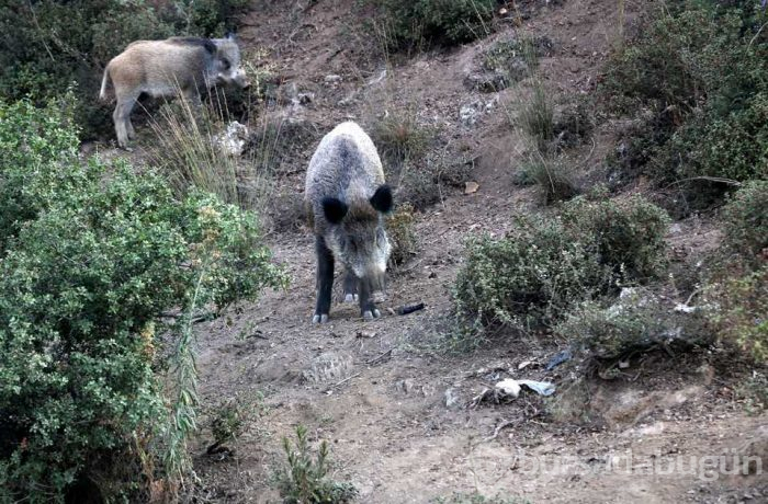 Yaban domuzları İstanbul'un göbeğine indiler; köpekleri kovaladılar!