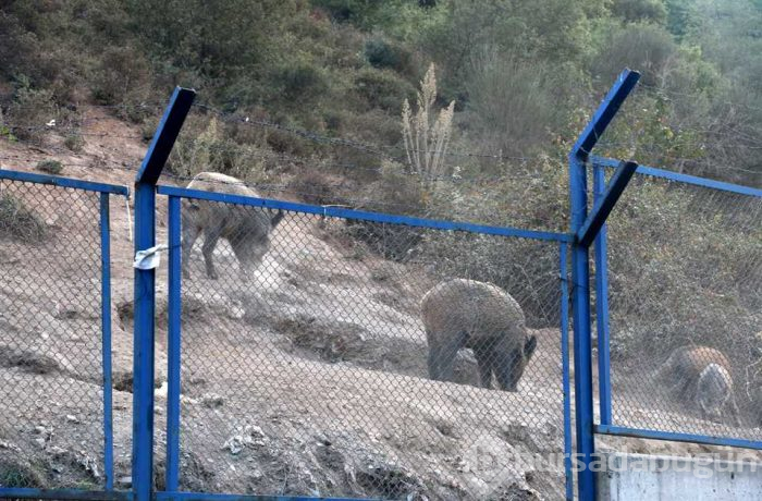 Yaban domuzları İstanbul'un göbeğine indiler; köpekleri kovaladılar!