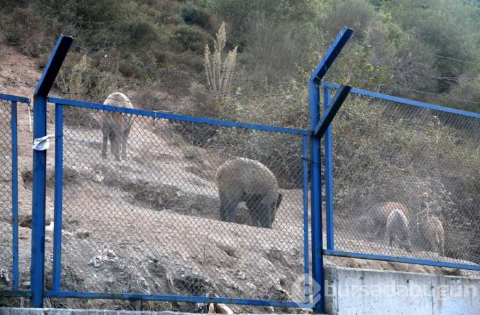 Yaban domuzları İstanbul'un göbeğine indiler; köpekleri kovaladılar!