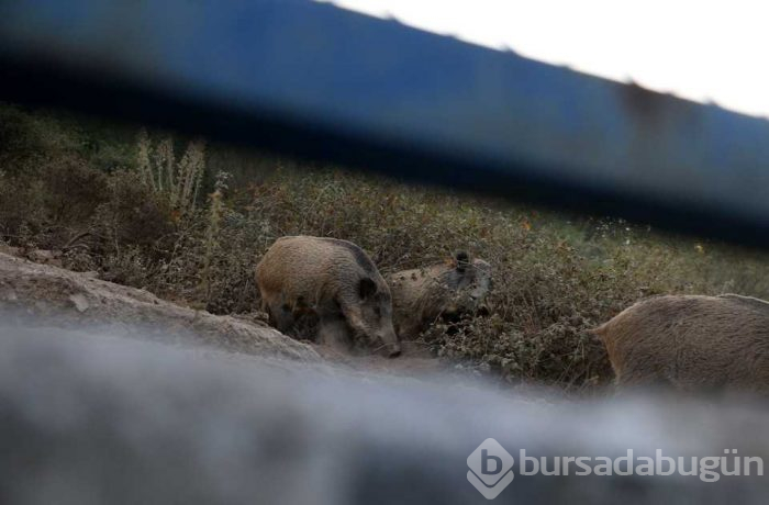 Yaban domuzları İstanbul'un göbeğine indiler; köpekleri kovaladılar!