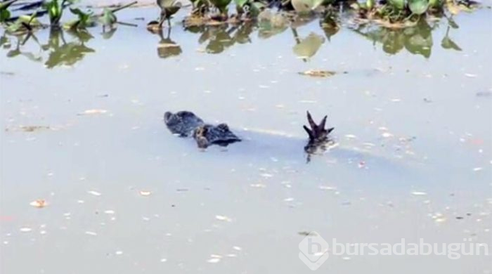 Canavarlar savaştı fotoğrafçı çekti...