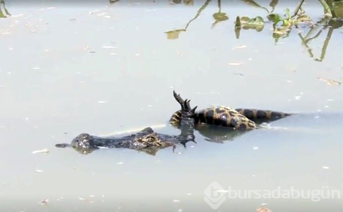 Canavarlar savaştı fotoğrafçı çekti...