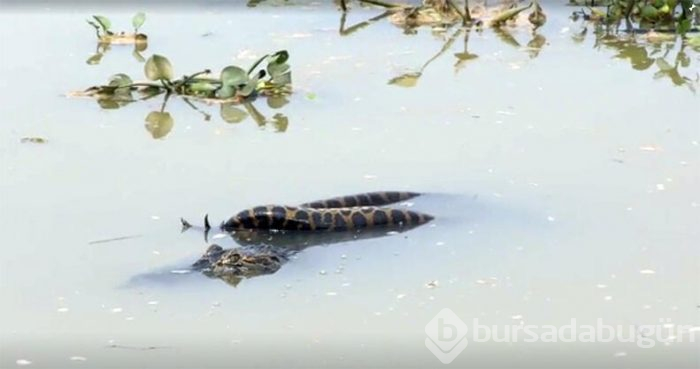 Canavarlar savaştı fotoğrafçı çekti...