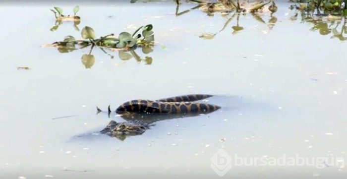 Canavarlar savaştı fotoğrafçı çekti...