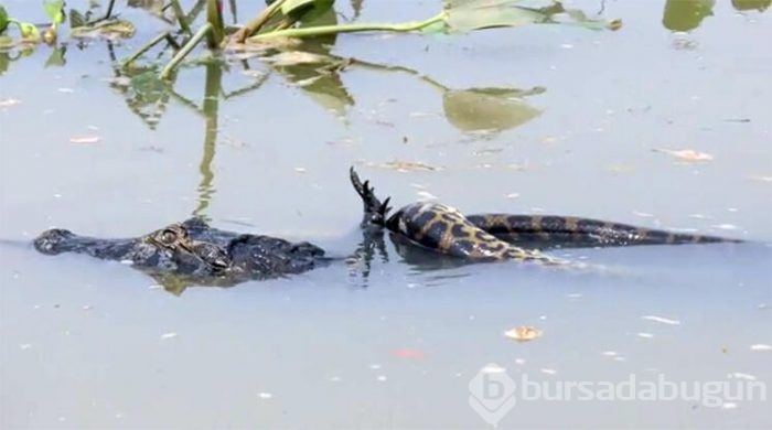 Canavarlar savaştı fotoğrafçı çekti...
