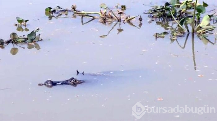 Canavarlar savaştı fotoğrafçı çekti...