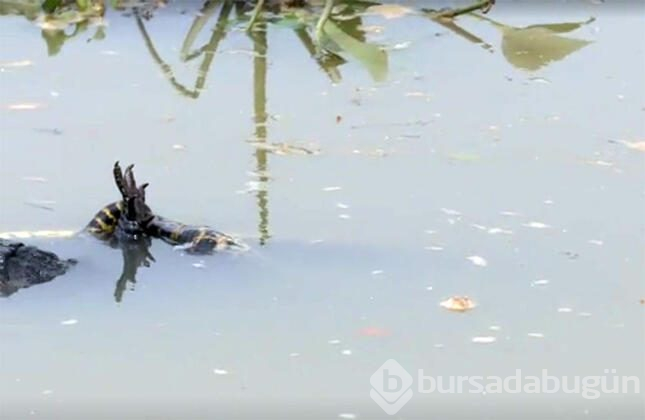Canavarlar savaştı fotoğrafçı çekti...