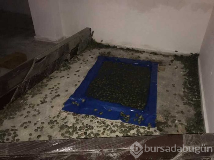 Sınır kapısında ele geçirildi! 2 bin 500 adet