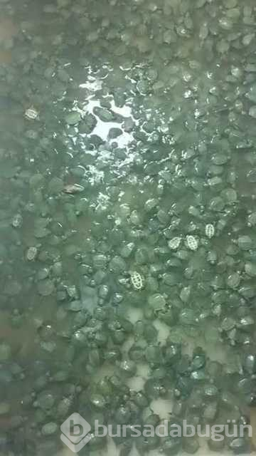 Sınır kapısında ele geçirildi! 2 bin 500 adet