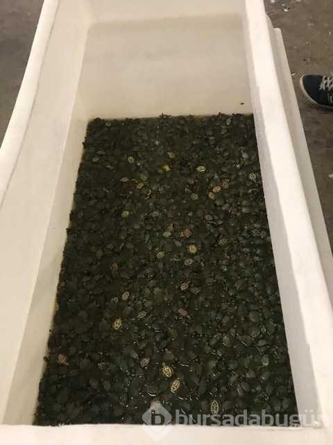Sınır kapısında ele geçirildi! 2 bin 500 adet