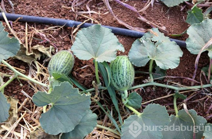 Koruma altına alınacak! Görünüşü kavuna tadı salatalığa benziyor