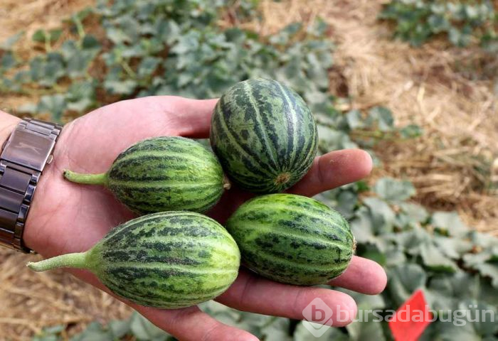 Koruma altına alınacak! Görünüşü kavuna tadı salatalığa benziyor
