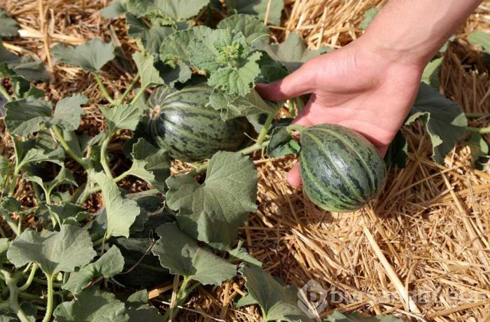 Koruma altına alınacak! Görünüşü kavuna tadı salatalığa benziyor