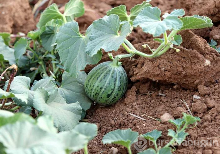 Koruma altına alınacak! Görünüşü kavuna tadı salatalığa benziyor