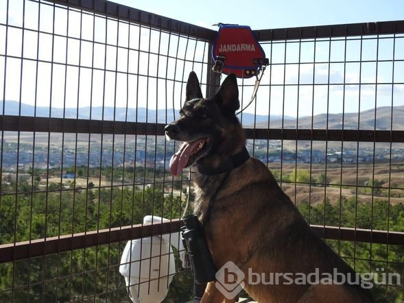 Narkotik dedektör köpeği "Cimri" emekliye ayrıldı