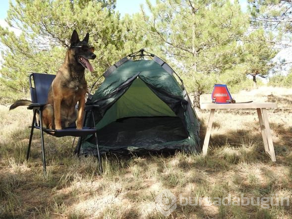 Narkotik dedektör köpeği "Cimri" emekliye ayrıldı