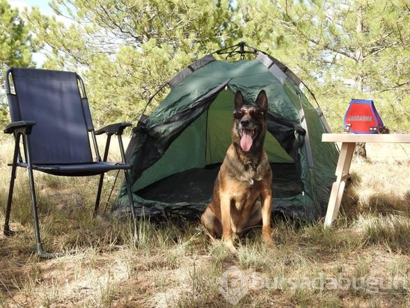 Narkotik dedektör köpeği "Cimri" emekliye ayrıldı