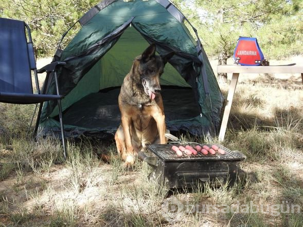 Narkotik dedektör köpeği "Cimri" emekliye ayrıldı