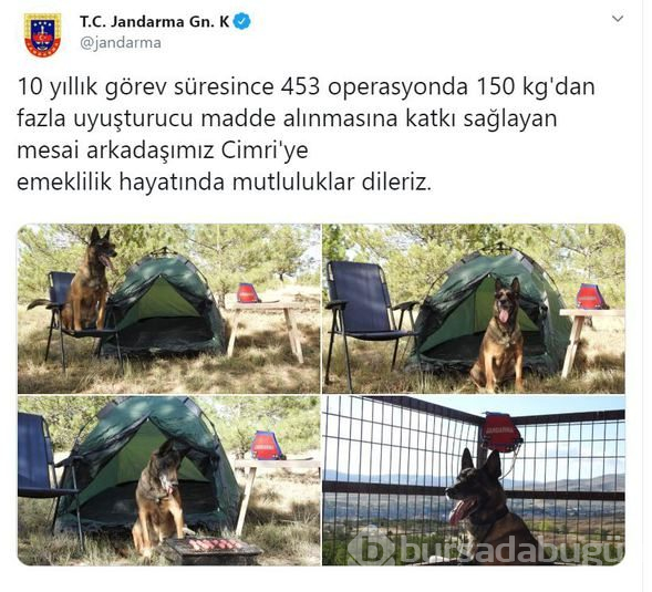 Narkotik dedektör köpeği "Cimri" emekliye ayrıldı