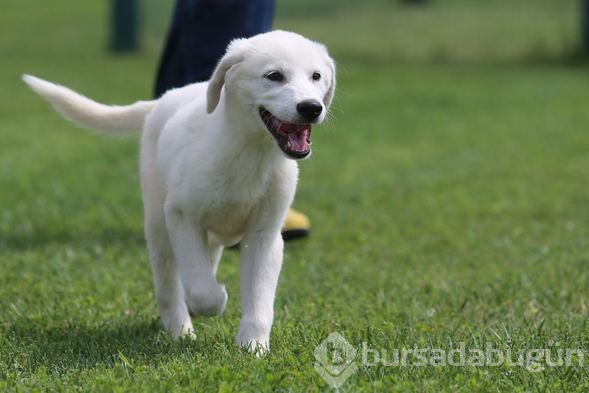 Akbaş köpeklerin yavrularıyla buluşması