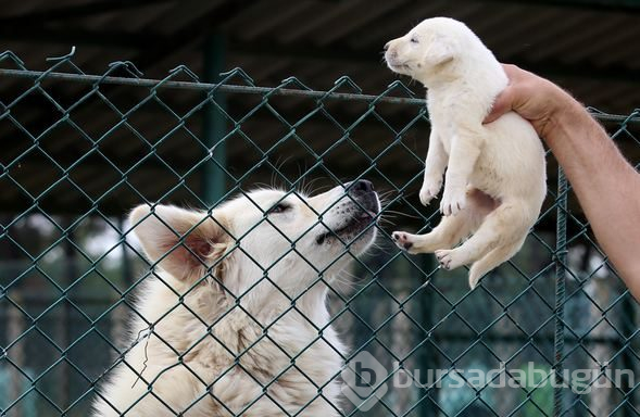 Akbaş köpeklerin yavrularıyla buluşması