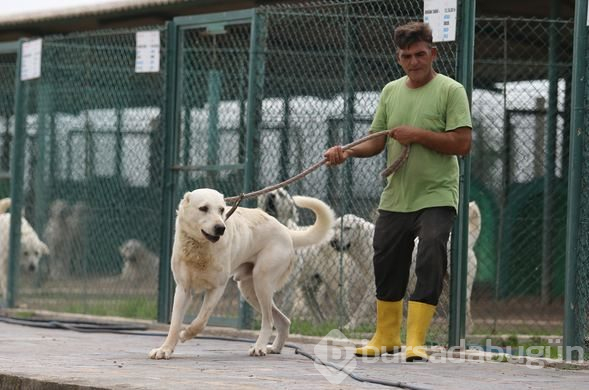 Akbaş köpeklerin yavrularıyla buluşması