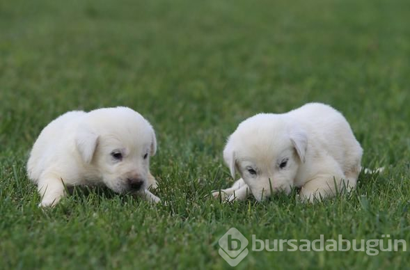 Akbaş köpeklerin yavrularıyla buluşması