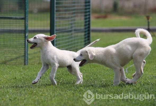 Akbaş köpeklerin yavrularıyla buluşması