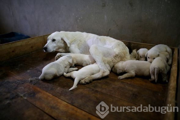 Akbaş köpeklerin yavrularıyla buluşması