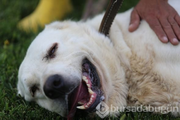 Akbaş köpeklerin yavrularıyla buluşması