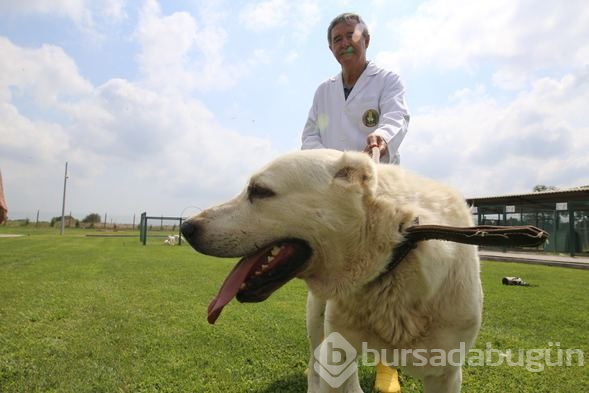 Akbaş köpeklerin yavrularıyla buluşması