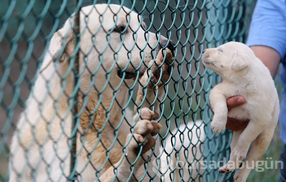 Akbaş köpeklerin yavrularıyla buluşması
